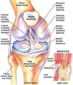 diagram of ACL and knee joints and ligaments